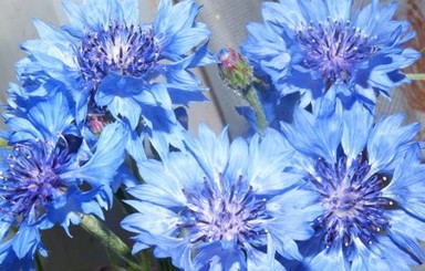В Крыму в декабре зацвели весенние и летние цветы 