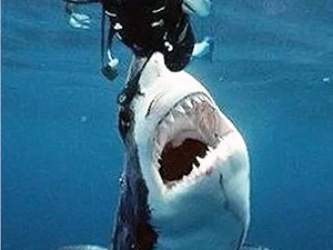 Атаки египетских акул насторожили донецких туристов