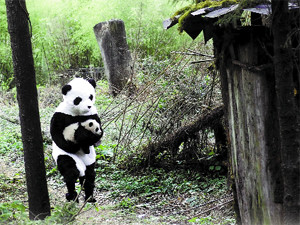 За маленькими пандами ухаживают люди-медведи