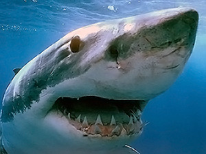 Акула-убийца в Красном море не одна