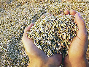 В стране уменьшились запасы зерна