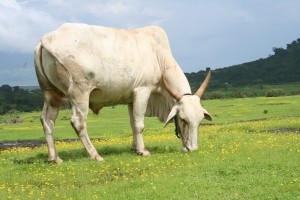На сумской ферме зафиксировано коровье бешенство 