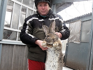 Полтавских кроликов-гигантов вывозят из Украины чартерами