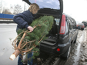 Куда выбрасывать елки после Нового года