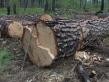 Владельцы Сакского санатория вырубили деревья в общественном парке