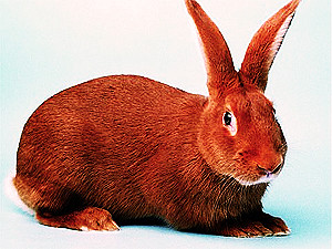 Среда, 12 января, - день Красного Кролика