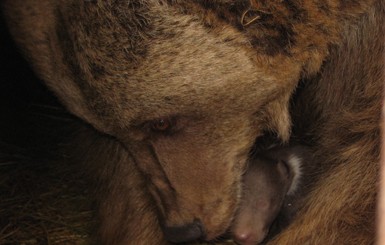 В Ялтинском зоопарке родилась пара медвежат 