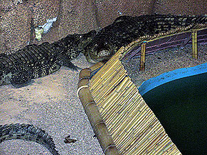 Крокодилу, проглотившему телефон, вскроют брюхо: хозяйка требует Sim-карту