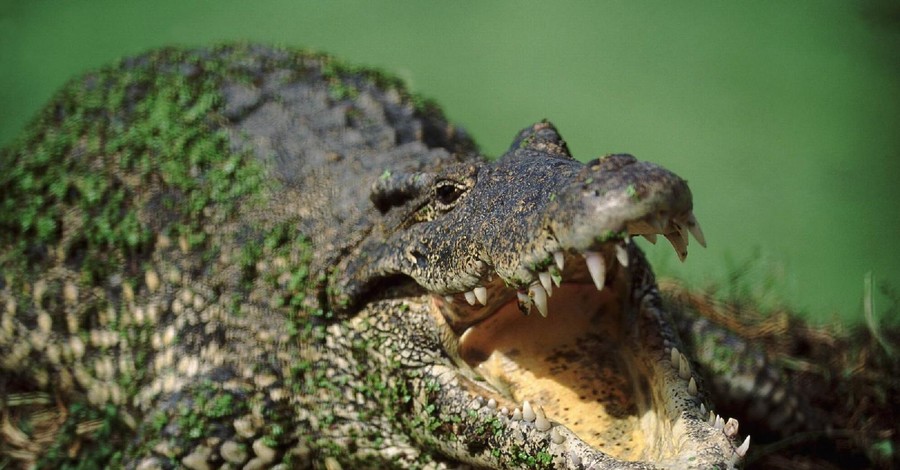 В цирке выступит хор крокодилов-гигантов 