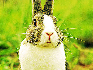 Понедельник, 24 января, - день Желтого Кролика