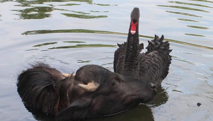 В пруду харьковского зоопарка купались бык и лебедь.