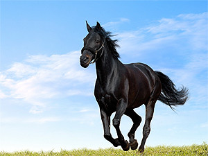 Четверг, 27 января, - день Черной Лошади
