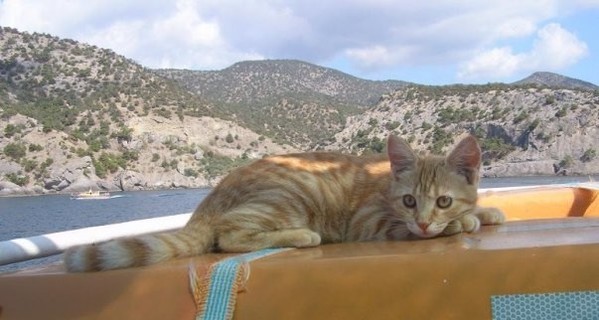 Крымские коты охраняют музеи и ходят в море