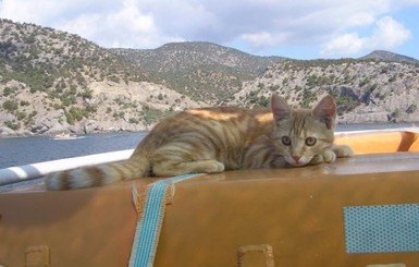 Крымские коты охраняют музеи и ходят в море
