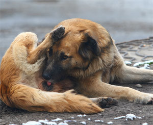 Киевские власти не давали отмашки травить собак