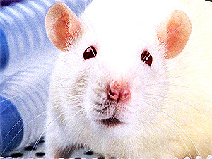 Понедельник, 14 февраля, - день Белой Крысы