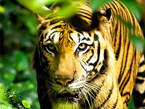Малайзийка отбила мужа у тигра поварешкой