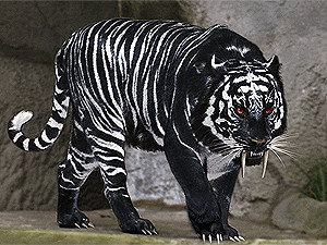 Среда, 16 февраля, - день Черного Тигра