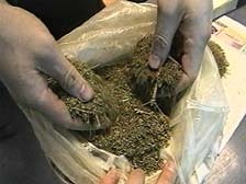В Судаке у председателя садоводческого кооператива нашли восемь кило «травки»