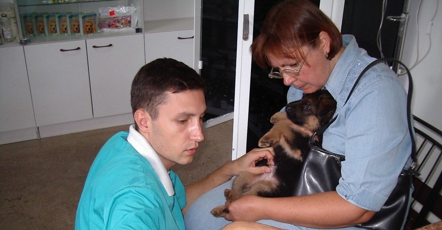 Севастопольские ветеринары отказываются оперировать животных