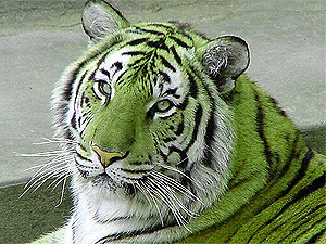 Понедельник, 28 февраля, - день Зеленого Тигра