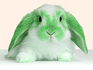 Вторник, 1 марта, - день Зеленого Кролика