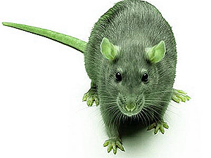 Четверг, 10 марта, -день Зеленой Крысы