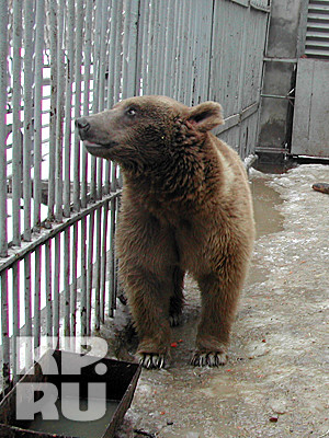 В зоопарке на Донбассе от голода погибают животные