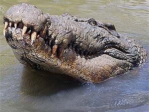 Австралиец выжил после атаки огромного крокодила