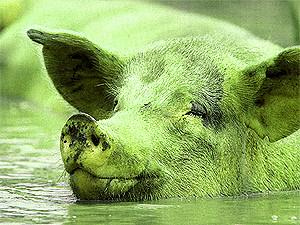 Понедельник, 21 марта, - день Зеленой Свиньи