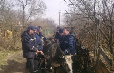 Севастопольские МЧСники поставили корову на ноги и сделали ей массаж