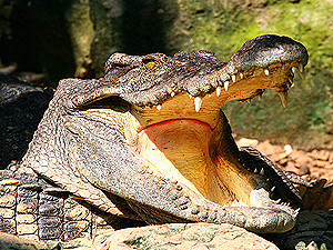 Крокодил Гена начал по частям отдавать мобильник