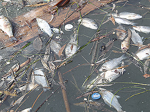 Берега озера в Голосеевском районе завалены мертвой рыбой