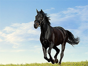 Понедельник, 28 марта, - день Черной Лошади