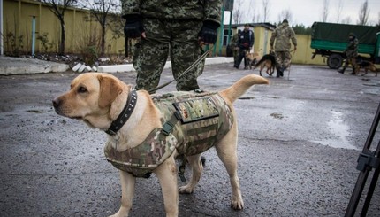 Пограничных собак одели в бронежилеты  