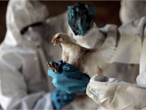 Жители Симферопольского района сетуют, что гадящие куры не дают им нормально дышать