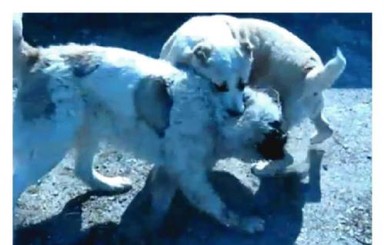 В Симферополе тайно проводятся собачьи бои