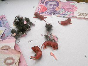 В Луцке мыши погрызли деньги в банкомате