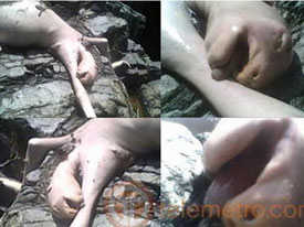 В Панаме дети забили камнями неизвестное существо