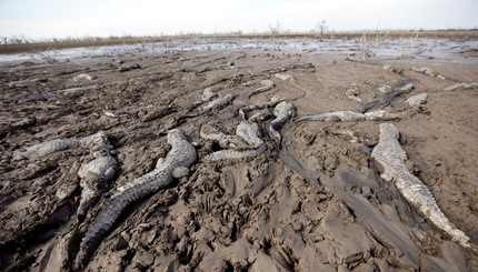 Сильная засуха на реке Пилькомайо превращает животных в живых мумий