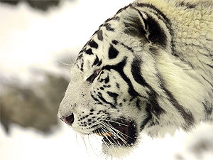 Вторник, 5 апреля, - день Белого Тигра