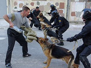 К Евро-2012 готовятся даже собаки