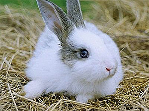 Среда, 6 апреля, - день Белого Кролика