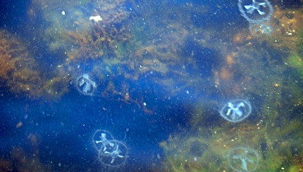 В Каховском водохранилище поселились медузы