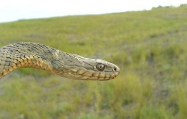 Мариупольские змеи ползут по домам и пугают целые семьи 