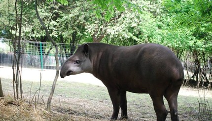 В Ровенском зоопарке поселился единственный в Украине родственник носорогов