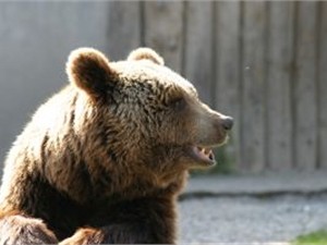 У крымчанина на границе отобрали истерзанную медведицу