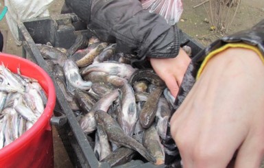 К побережью Мариуполя массово подошли бычок, пеленгас и тарань