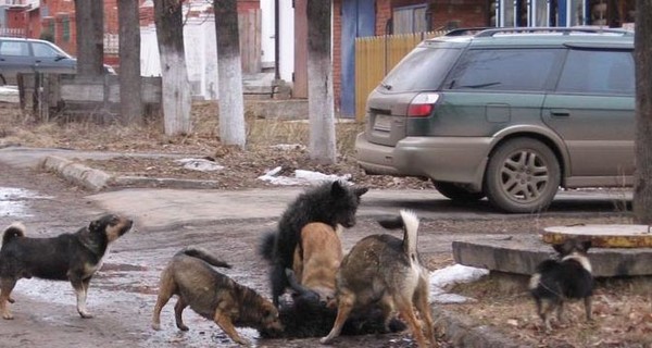 В городе собаки бросаются на прохожих