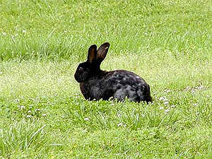 Понедельник, 18 апреля, - день Черного Кролика